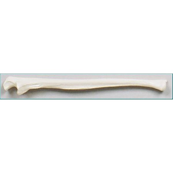 Denoyer-Geppert Anatomical Model, Ulna Bone (Left Side) SB34-S